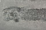 Devonian Lobed-Fin Fish (Osteolepis) - Scotland #92581-1